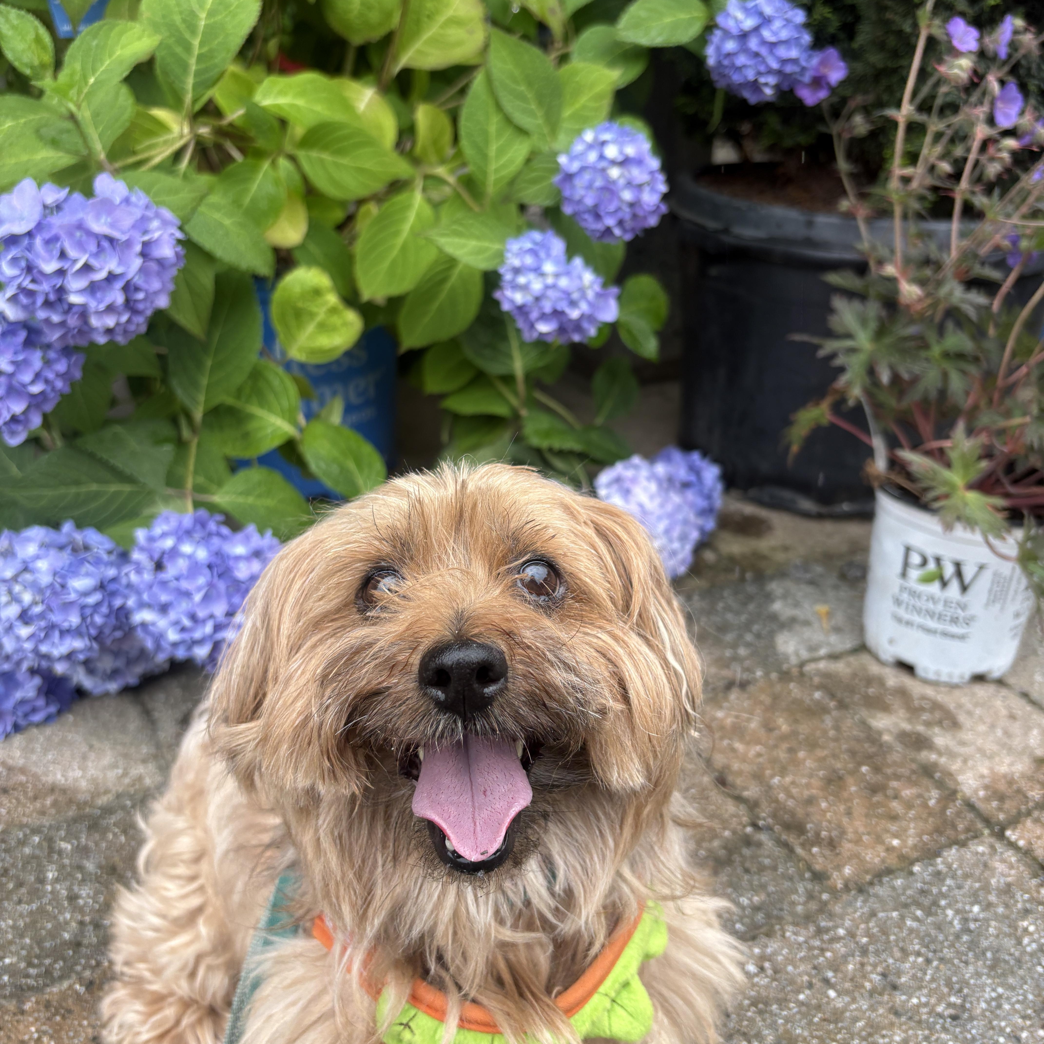 Princess, ADOPTABLE, Senior Female Yorkshire Terrier.