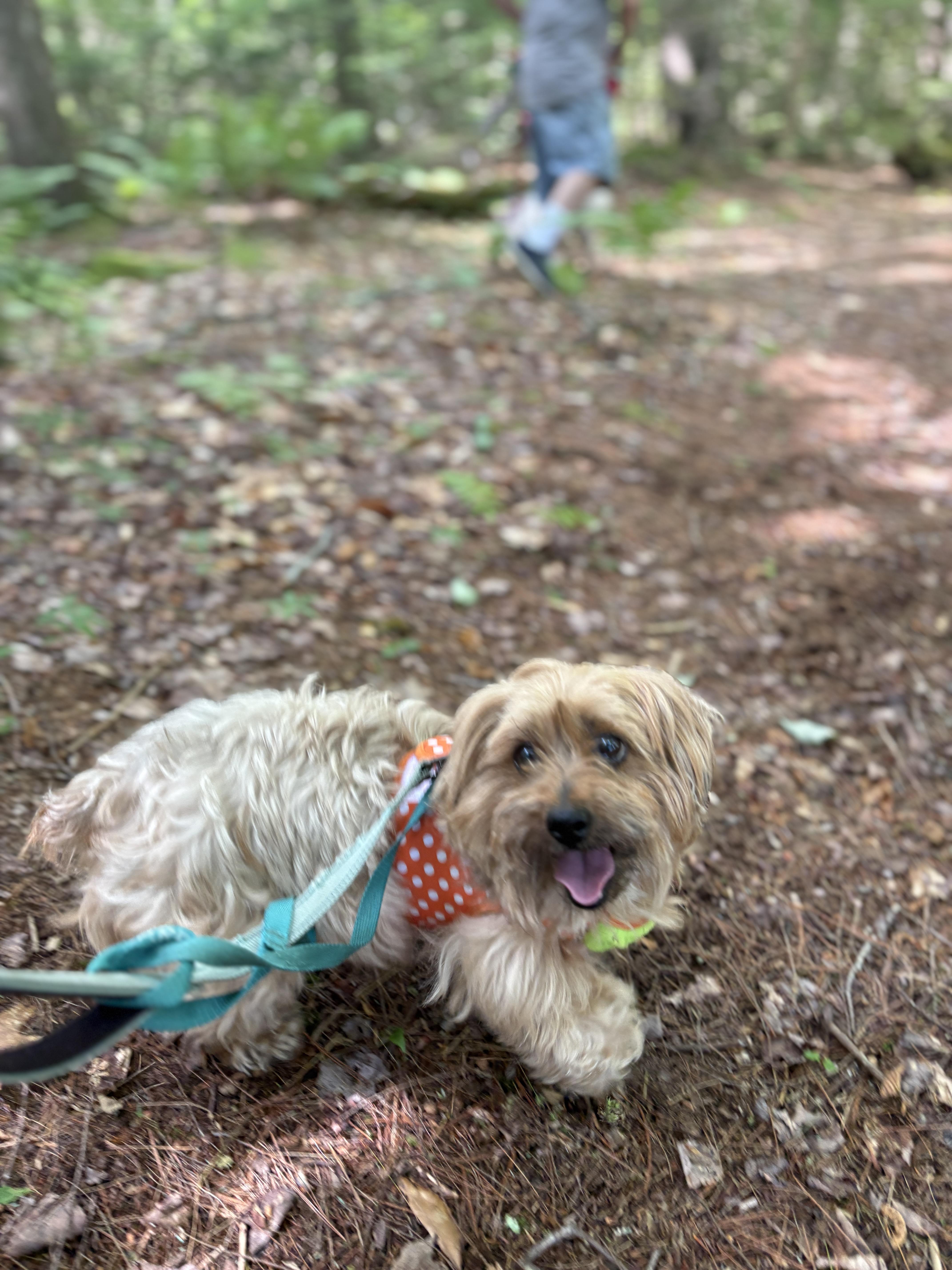 Princess, a ADOPTABLE mixed breed in New Boston, NH image 6/6
