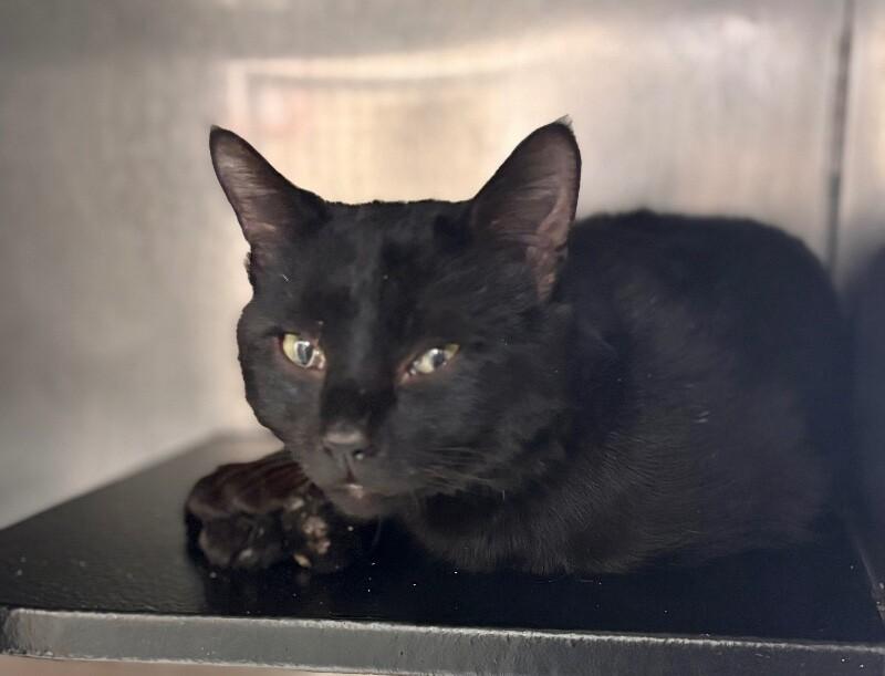 Unknown, Adoptable, Adult Male Domestic Medium Hair.