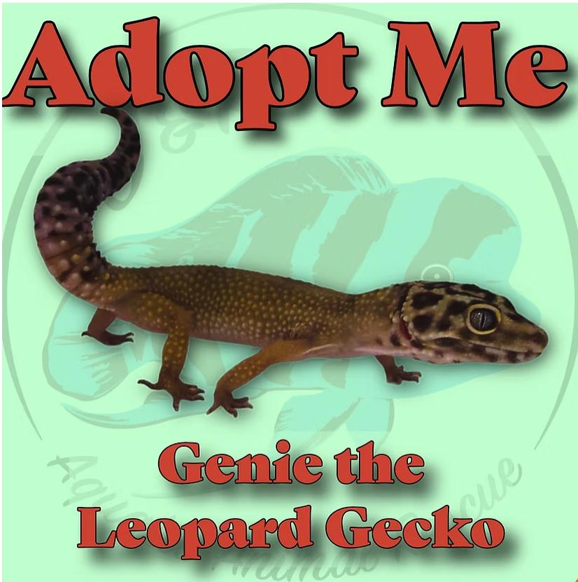 Genie the Leopard Gecko, Adoptable, Adult Unknown Gecko.