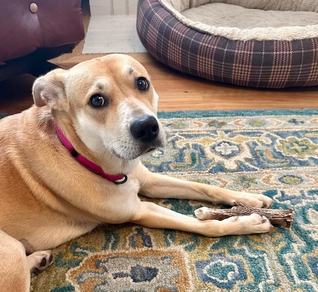 BRAVE BETTY, a Adoptable mixed breed in Alpharetta, GA image 3/6