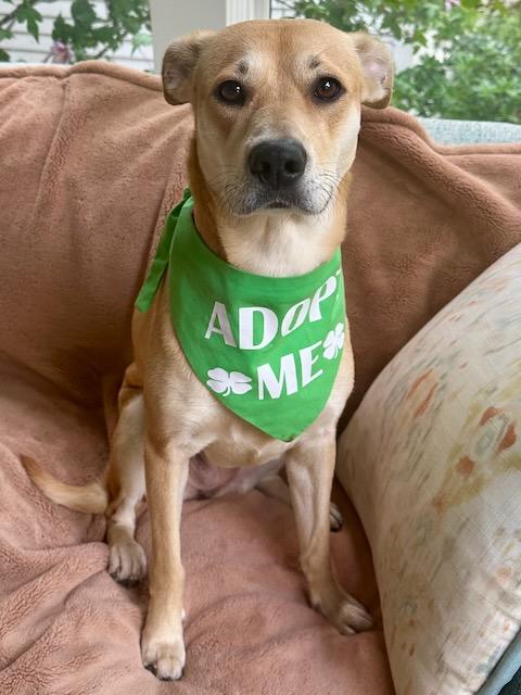 BRAVE BETTY, a Adoptable mixed breed in Alpharetta, GA image 4/6