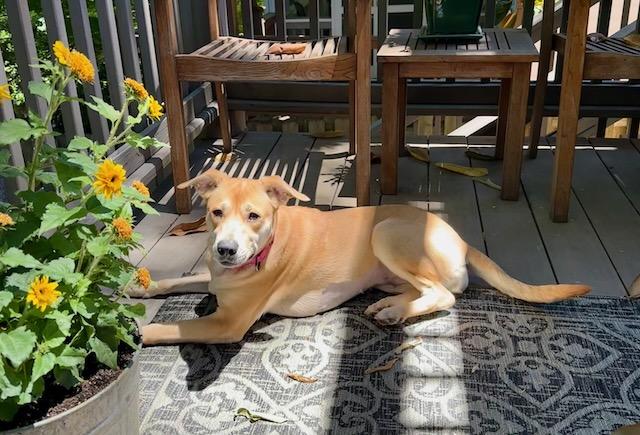BRAVE BETTY, a Adoptable mixed breed in Alpharetta, GA image 6/6