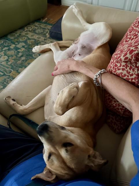 BRAVE BETTY, a Adoptable mixed breed in Alpharetta, GA image 5/6