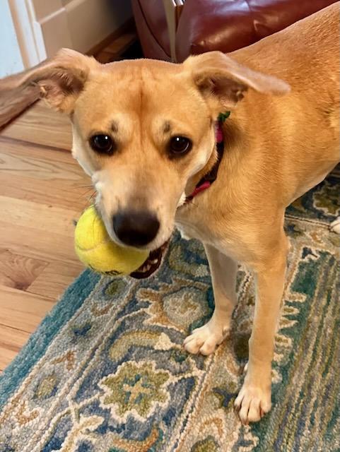 BRAVE BETTY, Adoptable, Young Female Carolina Dog.