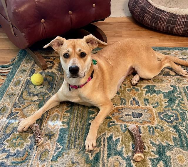 BRAVE BETTY, a Adoptable mixed breed in Alpharetta, GA image 2/6