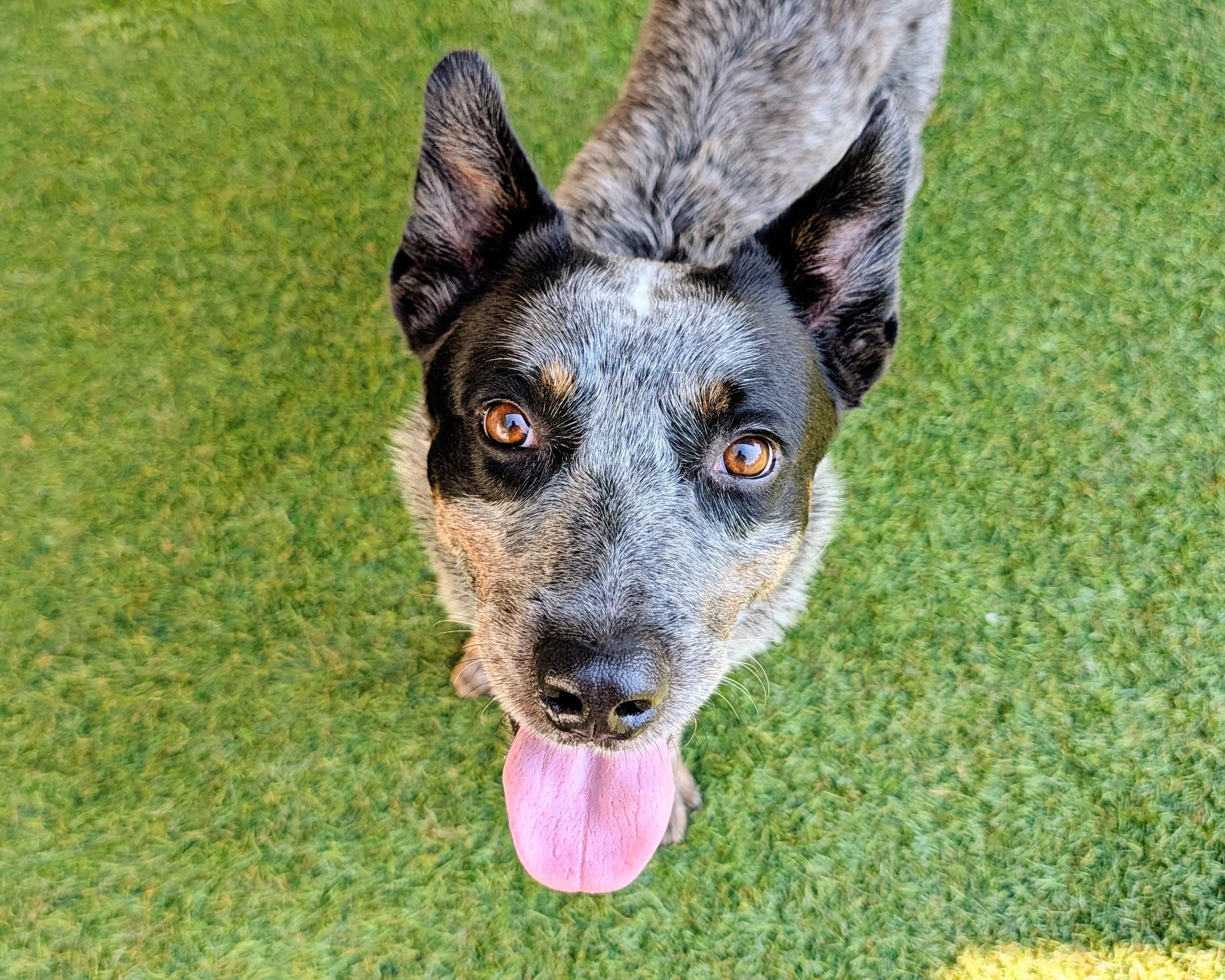 Enlarge Norman, a Adoptable mixed breed in Mont Belvieu, TX image 2/2