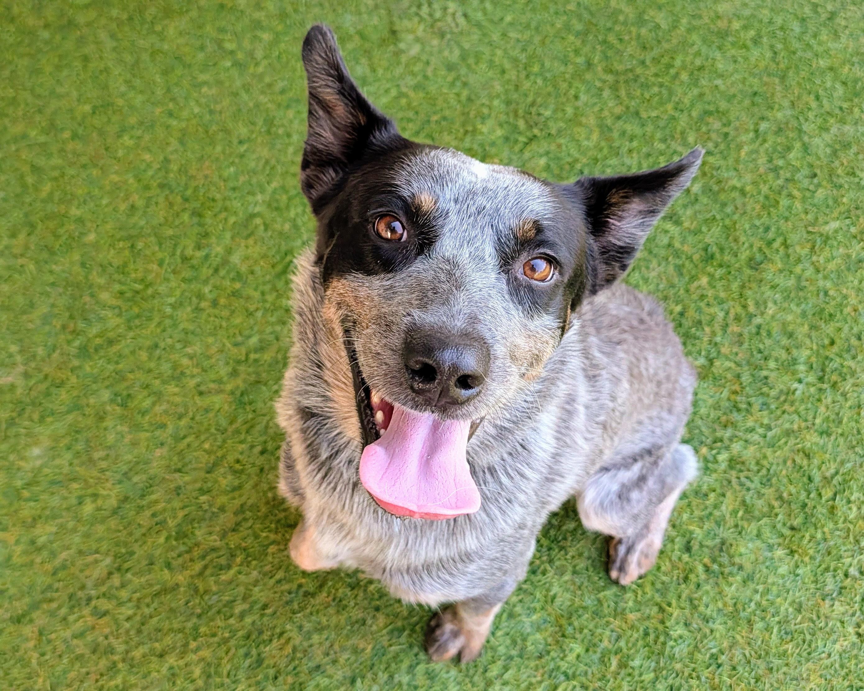 Norman, Adoptable, Adult Male Australian Cattle Dog / Blue Heeler.