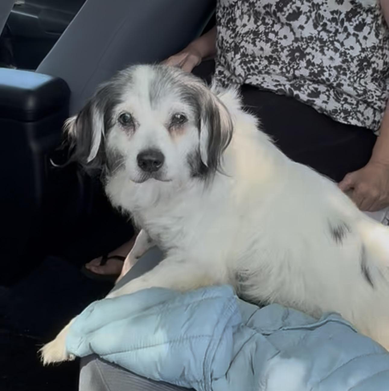 Rex, a ADOPTABLE mixed breed in Camarillo, CA image 4/4