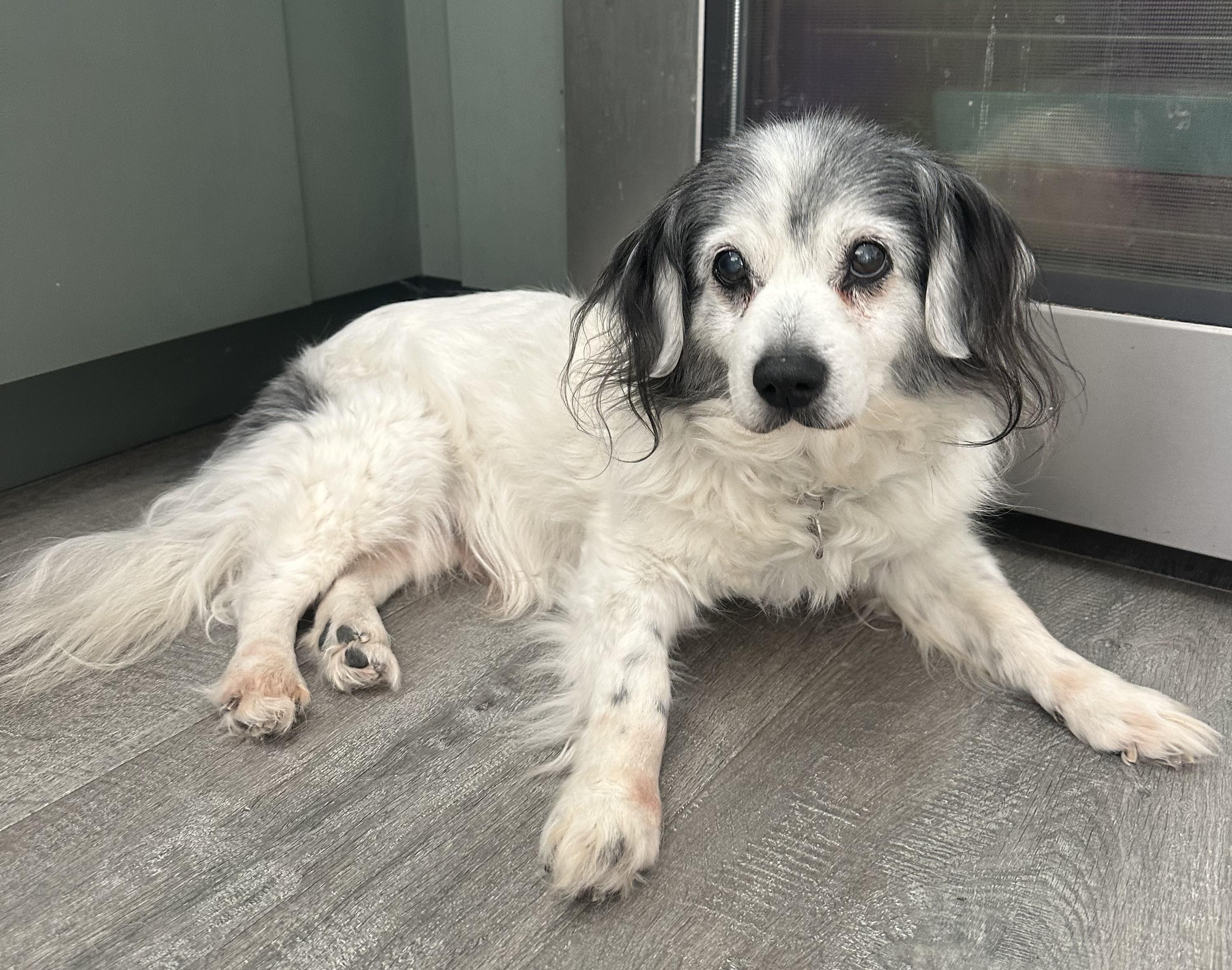 Rex, a ADOPTABLE mixed breed in Camarillo, CA image 1/4