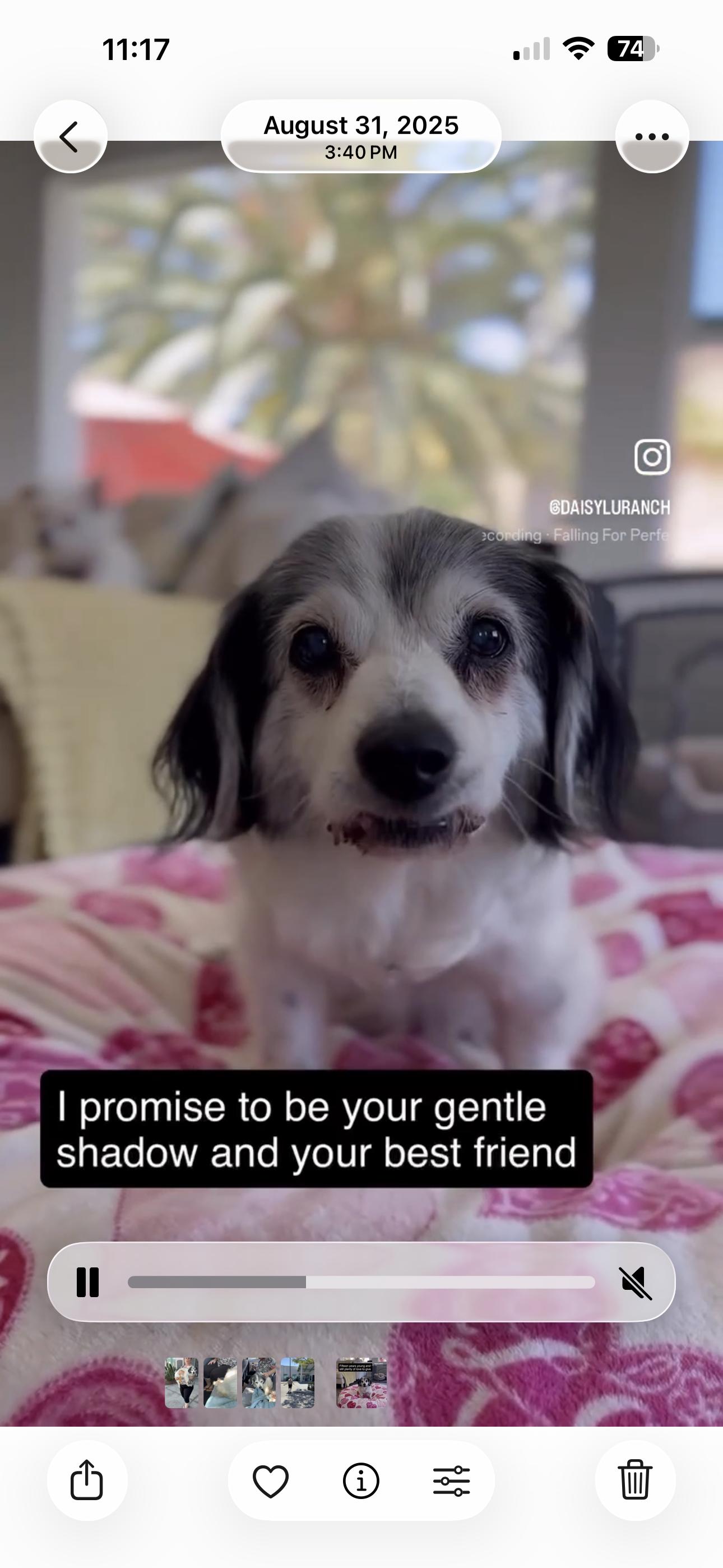 Rex, a ADOPTABLE mixed breed in Camarillo, CA image 3/4