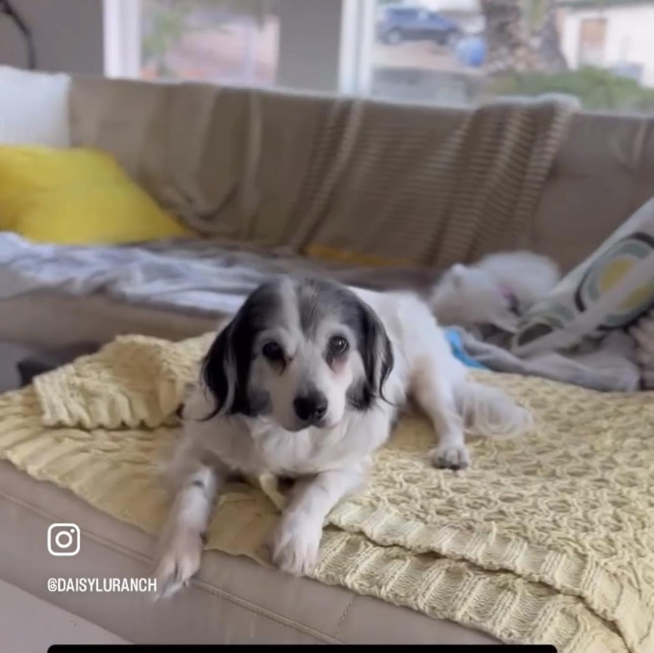 Rex, a ADOPTABLE mixed breed in Camarillo, CA image 2/4