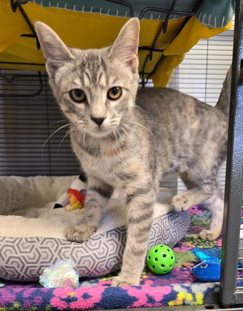 Piper, Adopted, Kitten Female Domestic Short Hair.