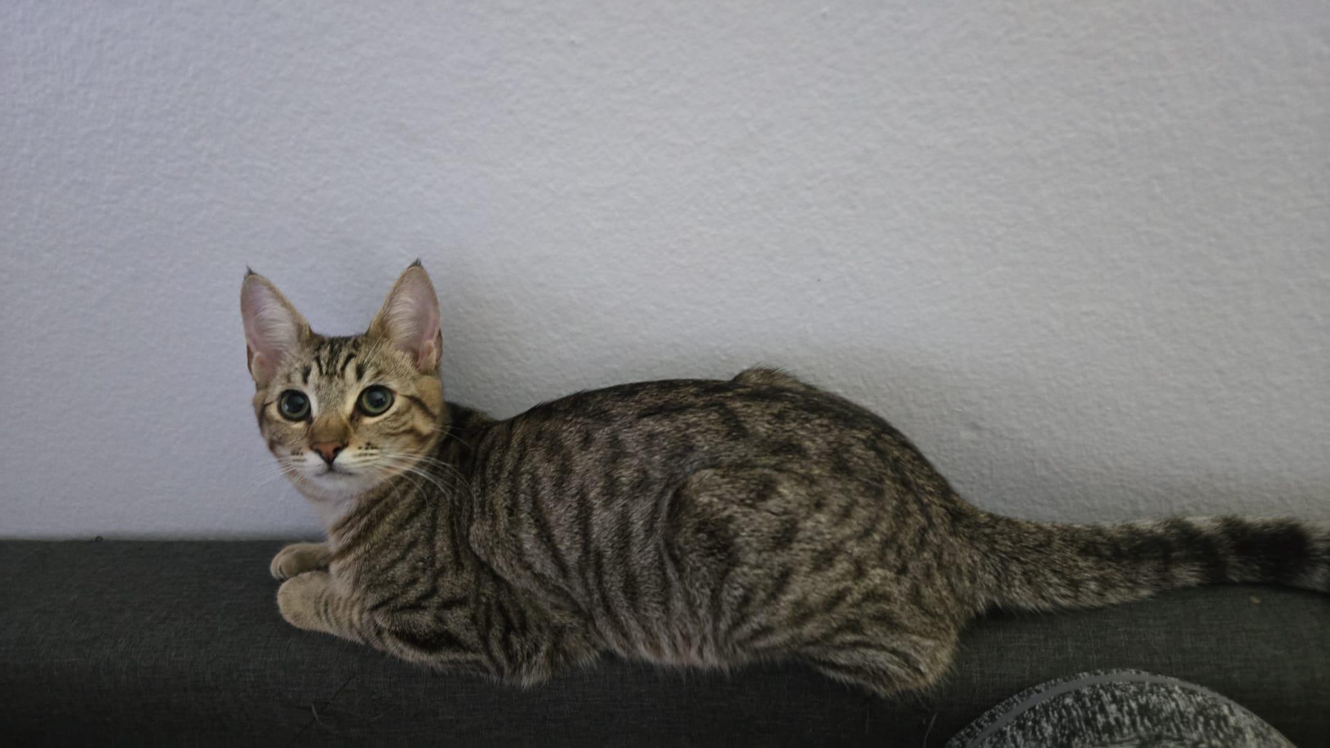 Wicket, Adopted, Kitten Male Domestic Short Hair.