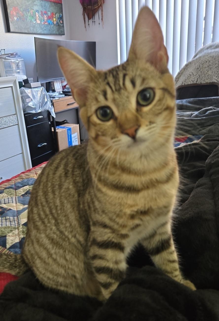 Enlarge Wicket, a Adopted Domestic Short Hair in Santa Ana, CA image 3/5