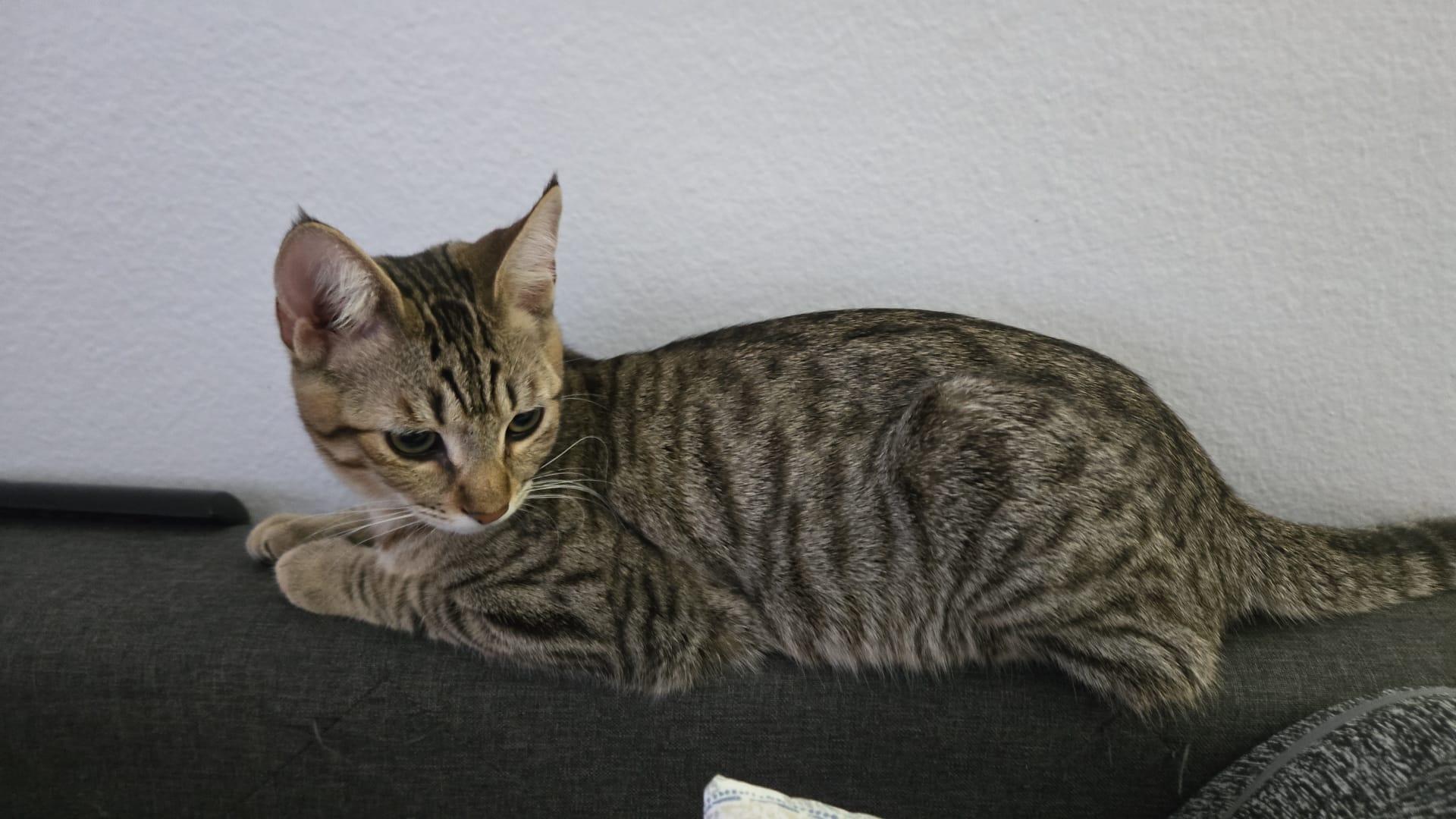 Enlarge Wicket, a Adopted Domestic Short Hair in Santa Ana, CA image 4/5