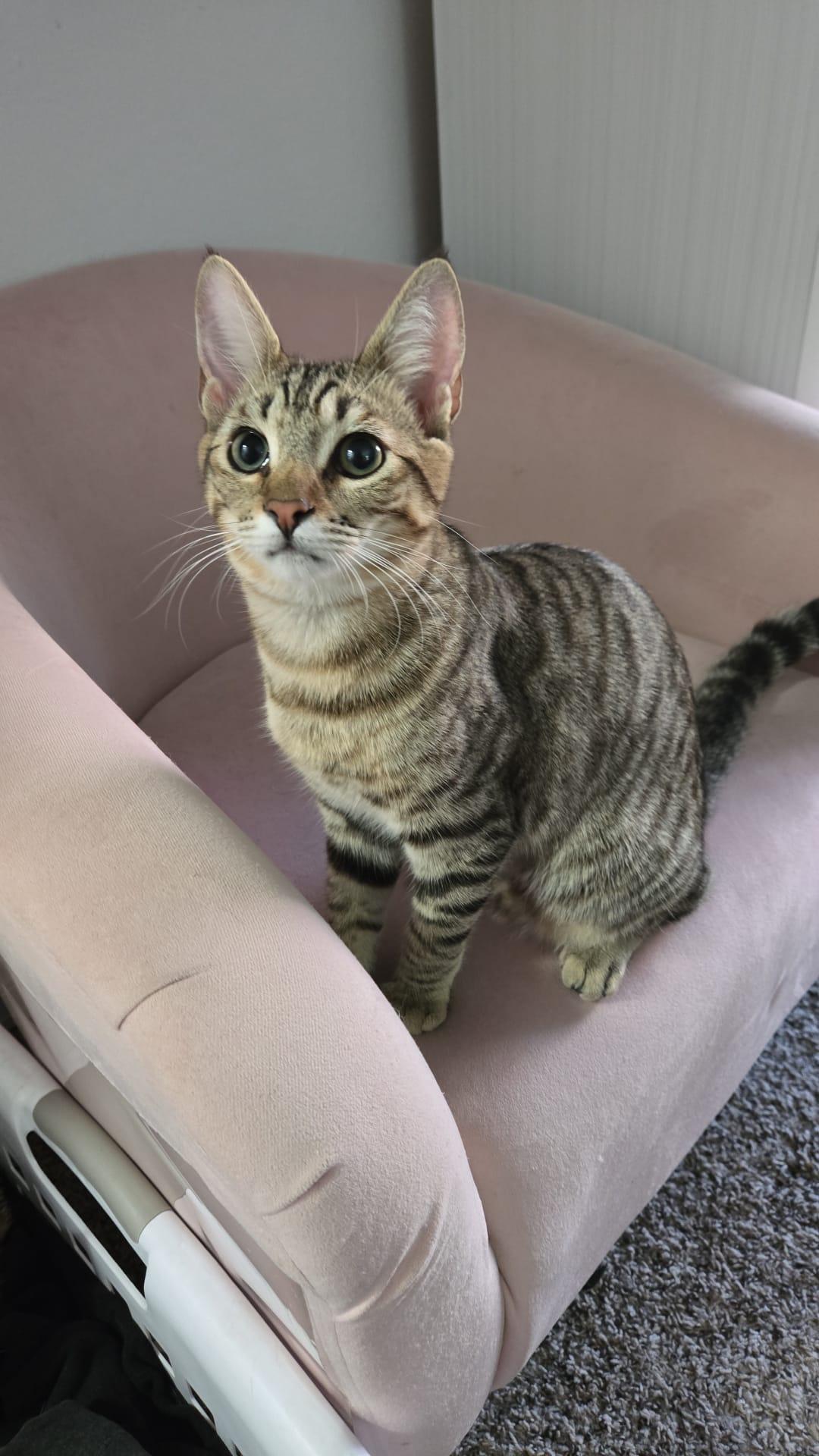 Enlarge Wicket, a Adopted Domestic Short Hair in Santa Ana, CA image 5/5