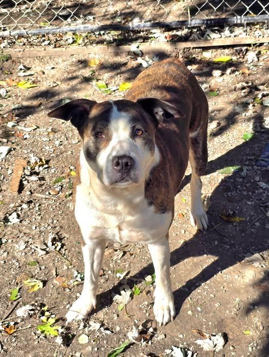 Sophia, a Adopted mixed breed in Metropolis, IL image 1/2