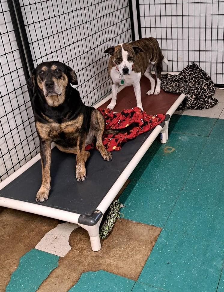 Sophia, a Adopted mixed breed in Metropolis, IL image 2/2