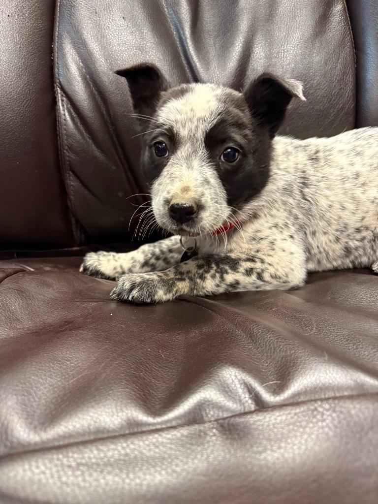 Enlarge Jersey, a Adoptable Australian Cattle Dog / Blue Heeler in Reno, NV image 1/2