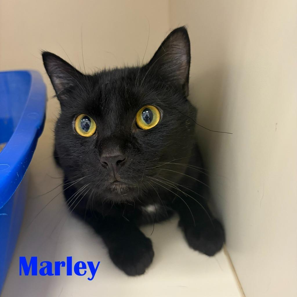 Marley, a Adopted mixed breed in North Saint Paul, MN image 1/3