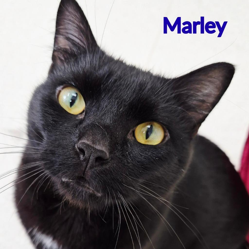Marley, a Adopted mixed breed in North Saint Paul, MN image 2/3
