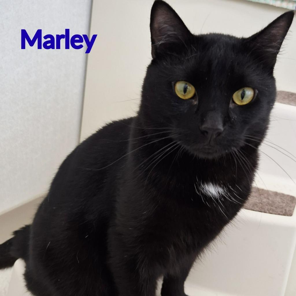 Marley, a Adopted mixed breed in North Saint Paul, MN image 3/3