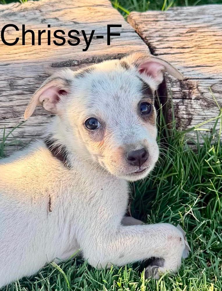 Chrissy, Adoptable, Puppy Female Terrier.