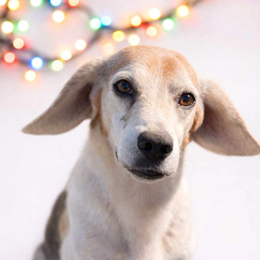 Pink Floyd, Adoptable, Adult Male Beagle.