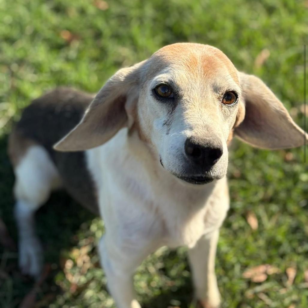 Enlarge Pink Floyd, a Adoptable Beagle in Rockville, MD image 2/4
