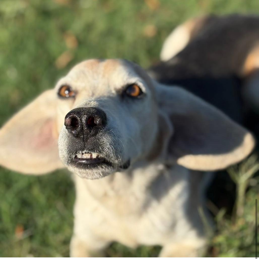 Enlarge Pink Floyd, a Adoptable Beagle in Rockville, MD image 3/4