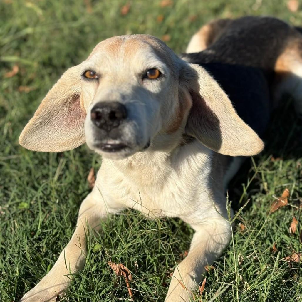 Enlarge Pink Floyd, a Adoptable Beagle in Rockville, MD image 4/4