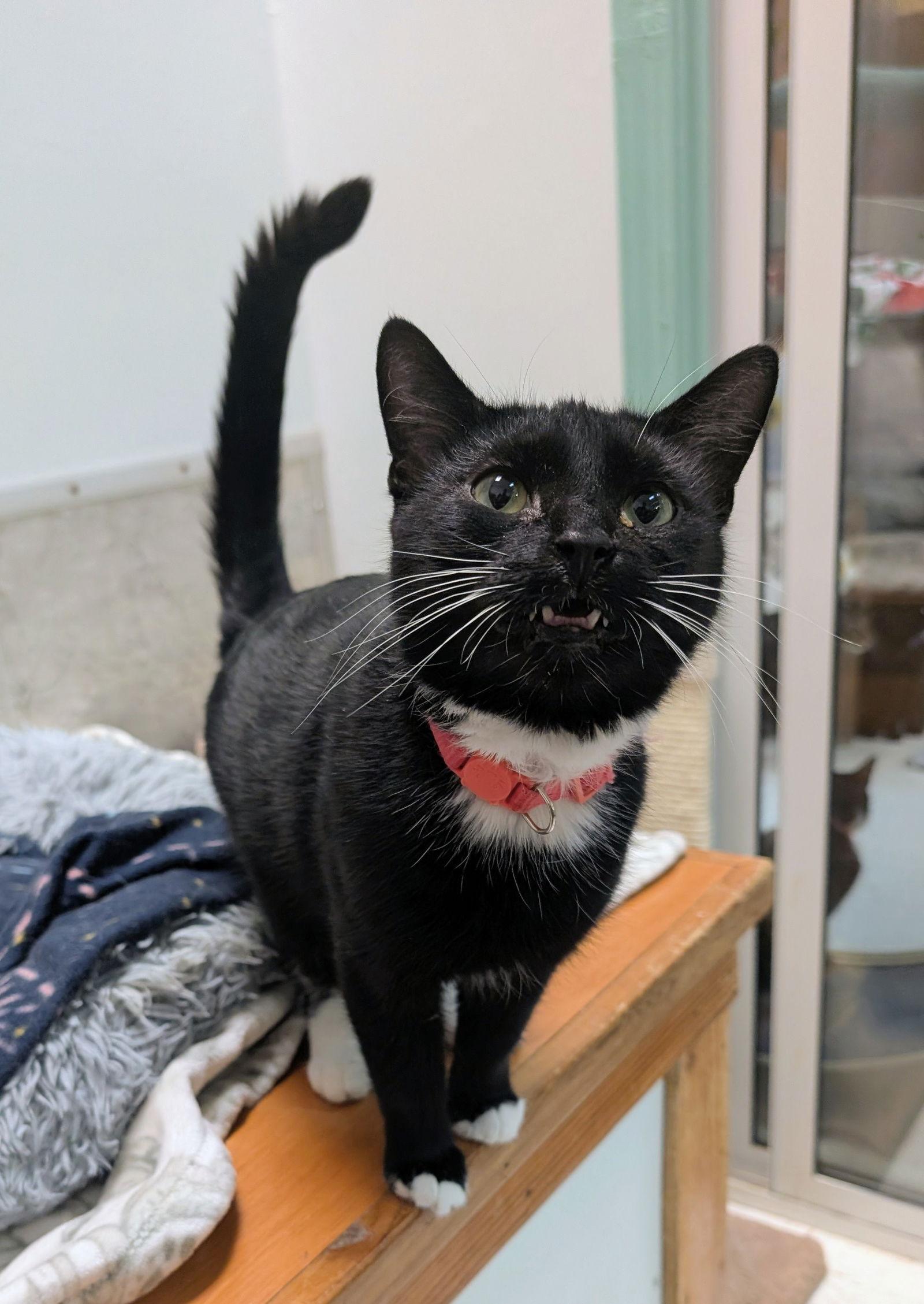 Bubblegum thumbnail 3