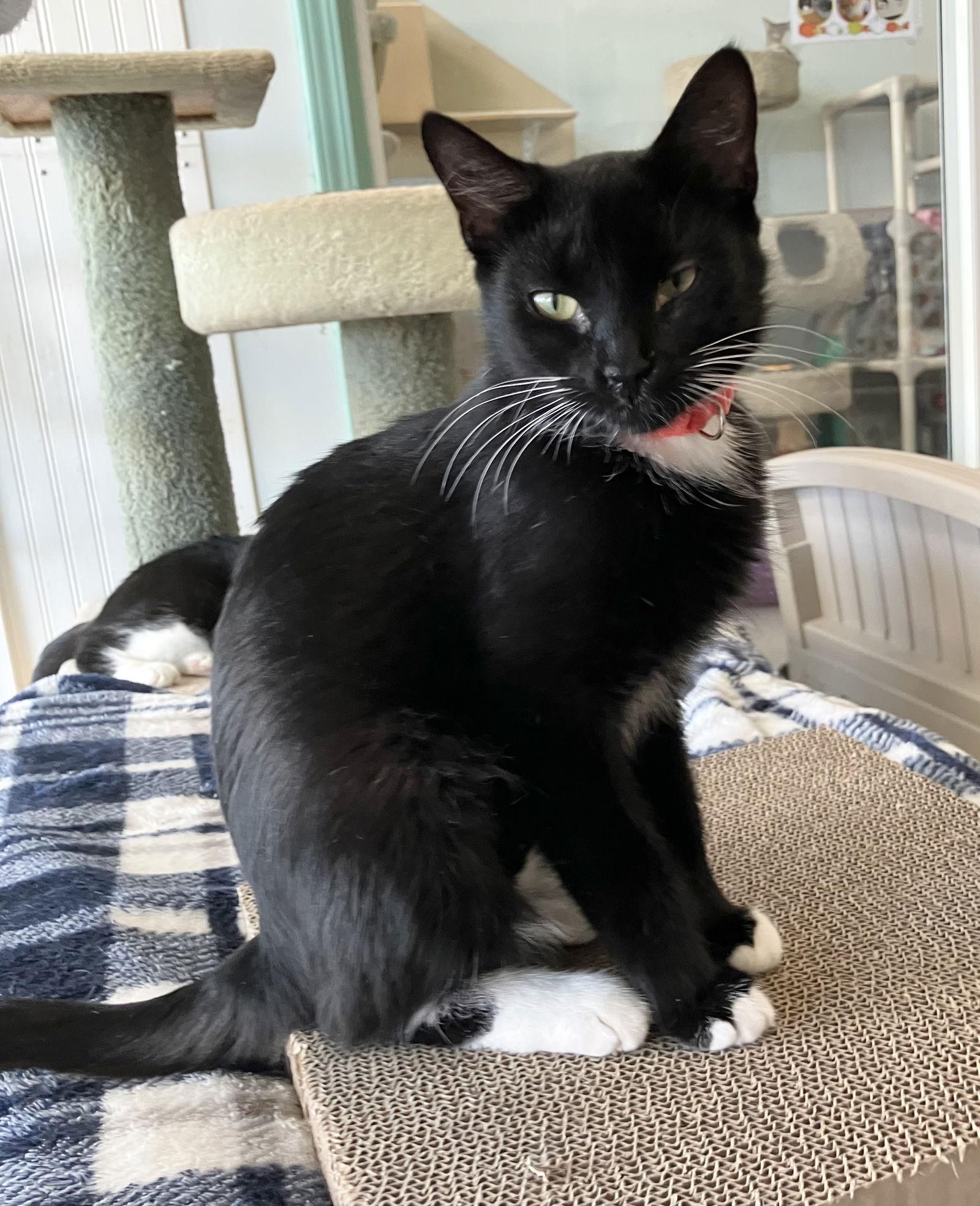 Bubblegum thumbnail 4