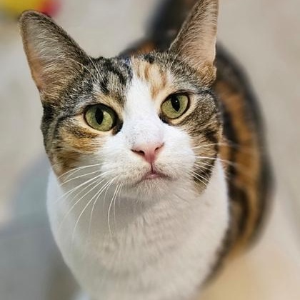 Gertie, Adoptable, Adult Female Torbie.