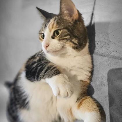 Gertie, a Adoptable Torbie in Waterdown, ON image 3/4