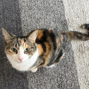 Gertie, a Adoptable Torbie in Waterdown, ON image 4/4
