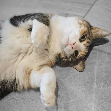 Gertie, a Adoptable Torbie in Waterdown, ON image 2/4