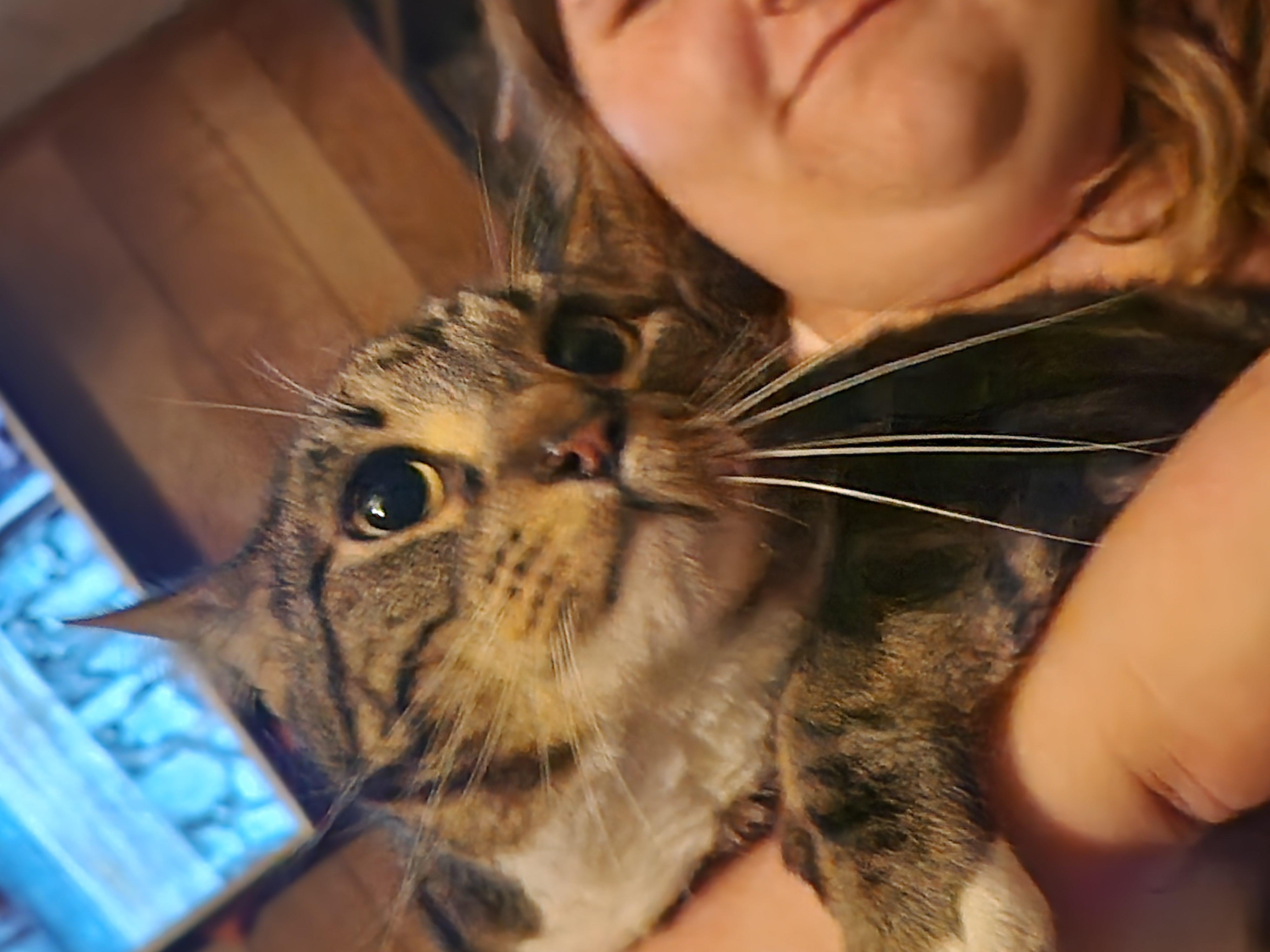 Enlarge Comet, a ADOPTABLE Domestic Short Hair in Mount Pleasant, TX image 2/5