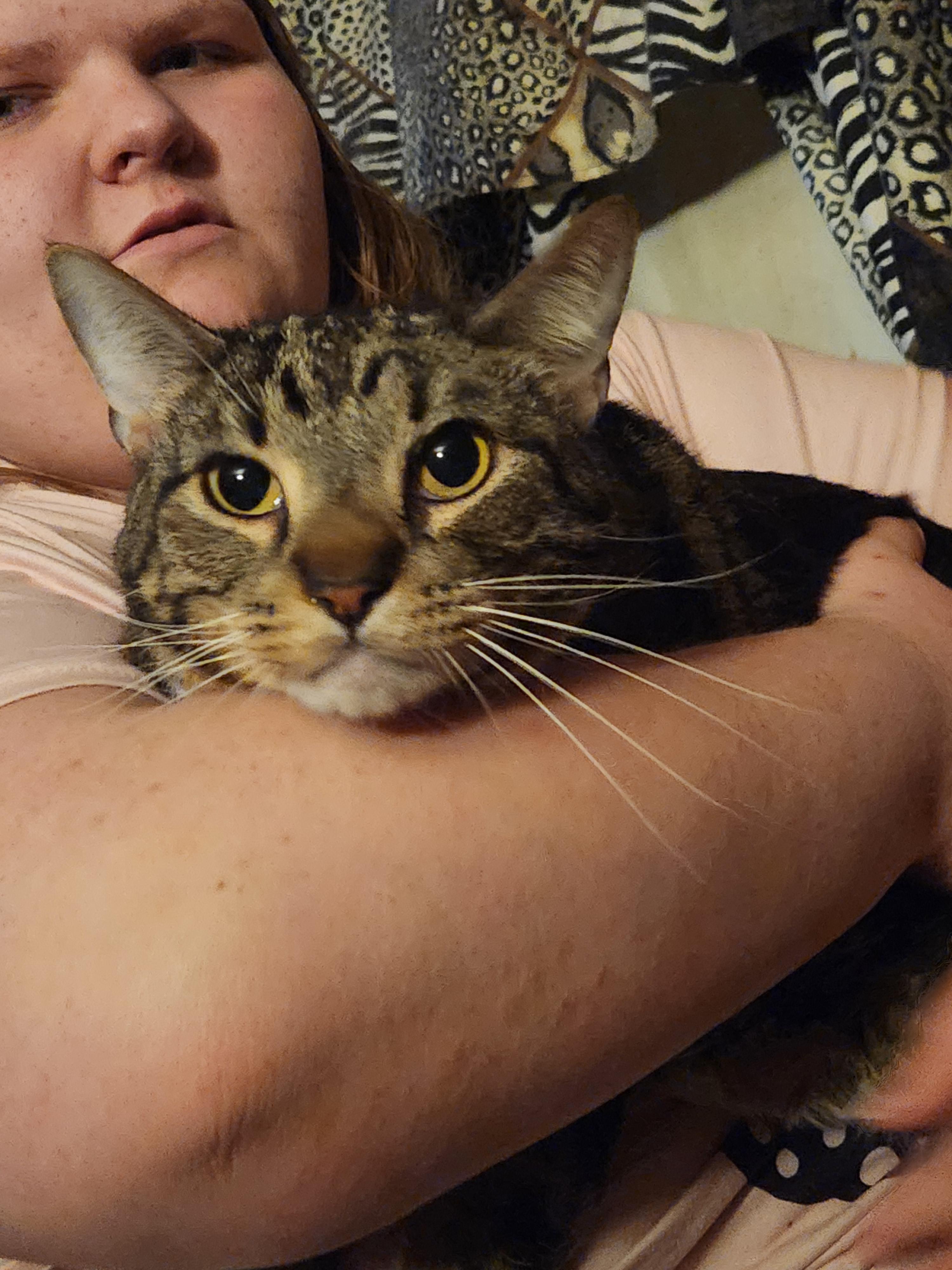 Comet, ADOPTABLE, Adult Male Domestic Short Hair.