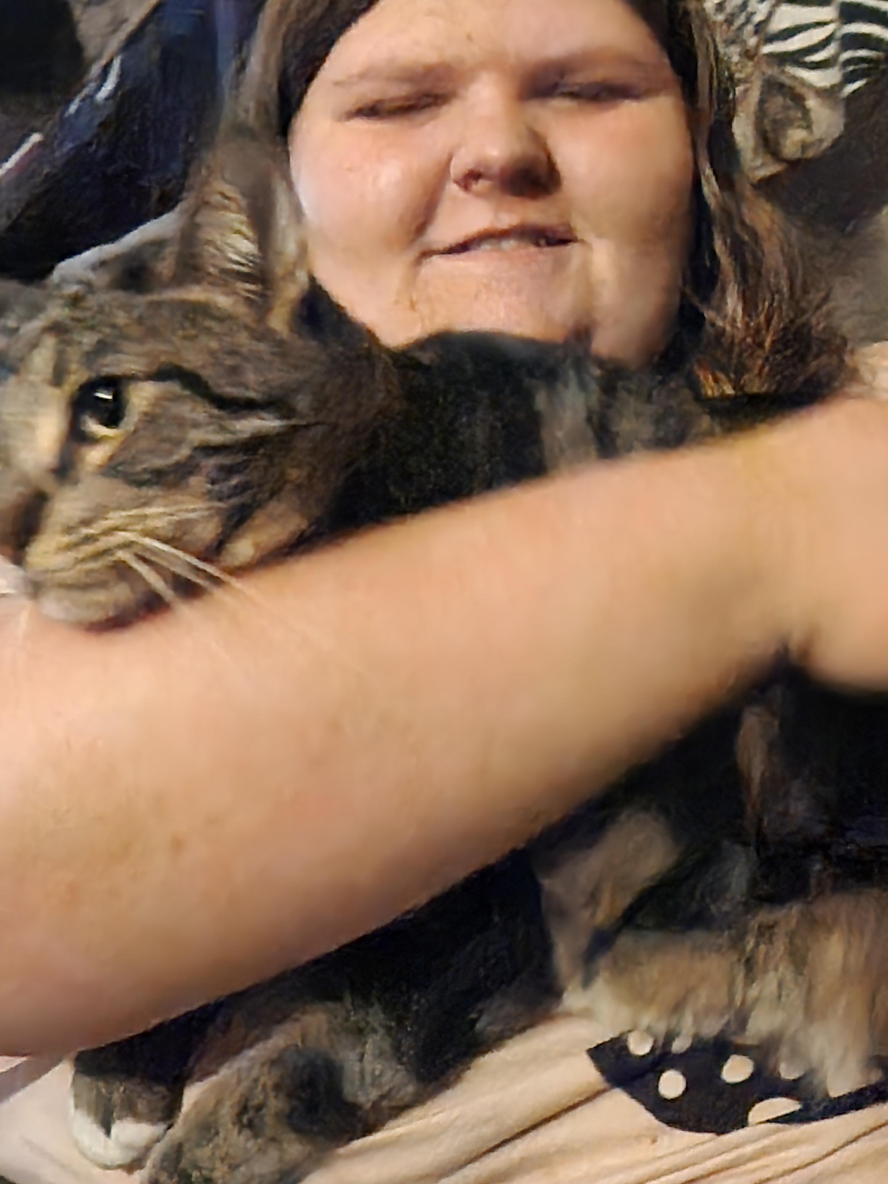 Enlarge Comet, a ADOPTABLE Domestic Short Hair in Mount Pleasant, TX image 5/5