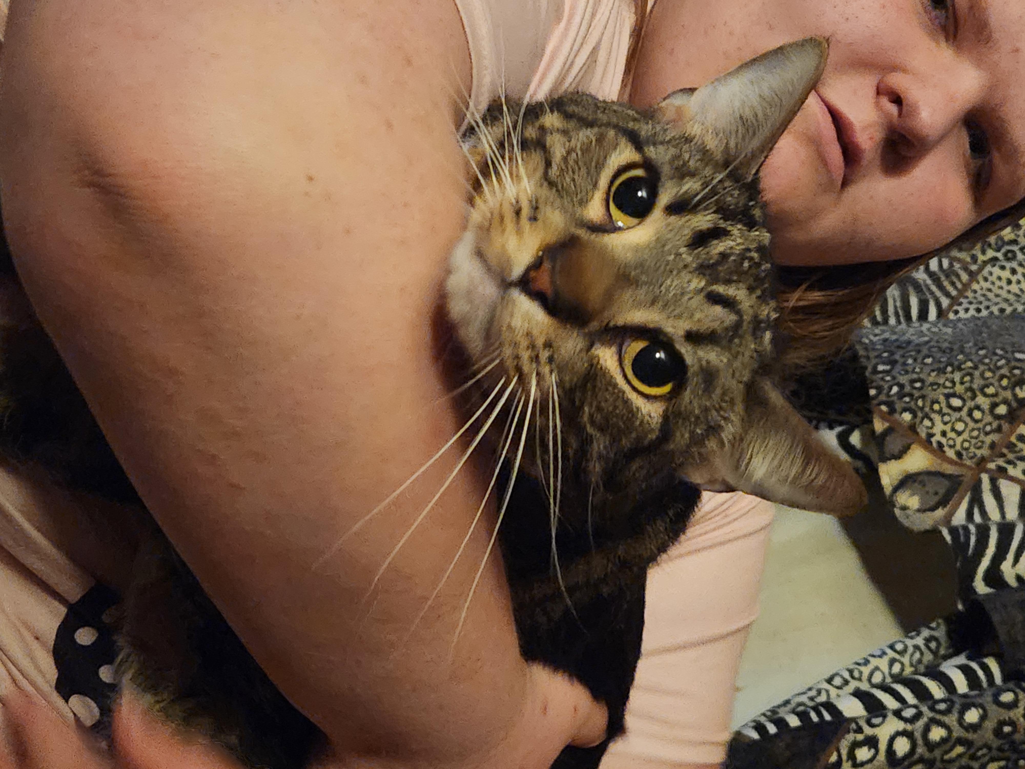 Enlarge Comet, a Adoptable Domestic Short Hair in Mount Pleasant, TX image 2/5
