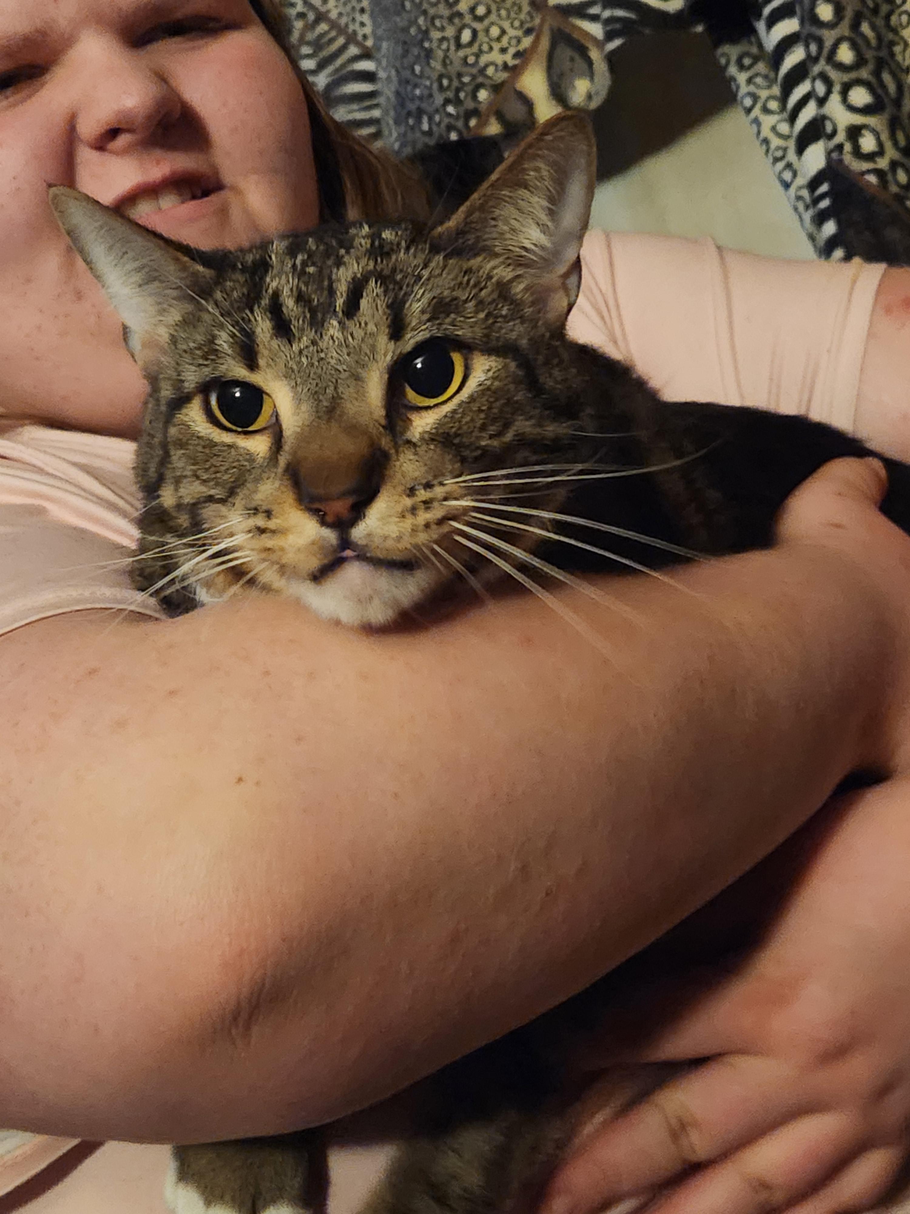 Enlarge Comet, a ADOPTABLE Domestic Short Hair in Mount Pleasant, TX image 3/5