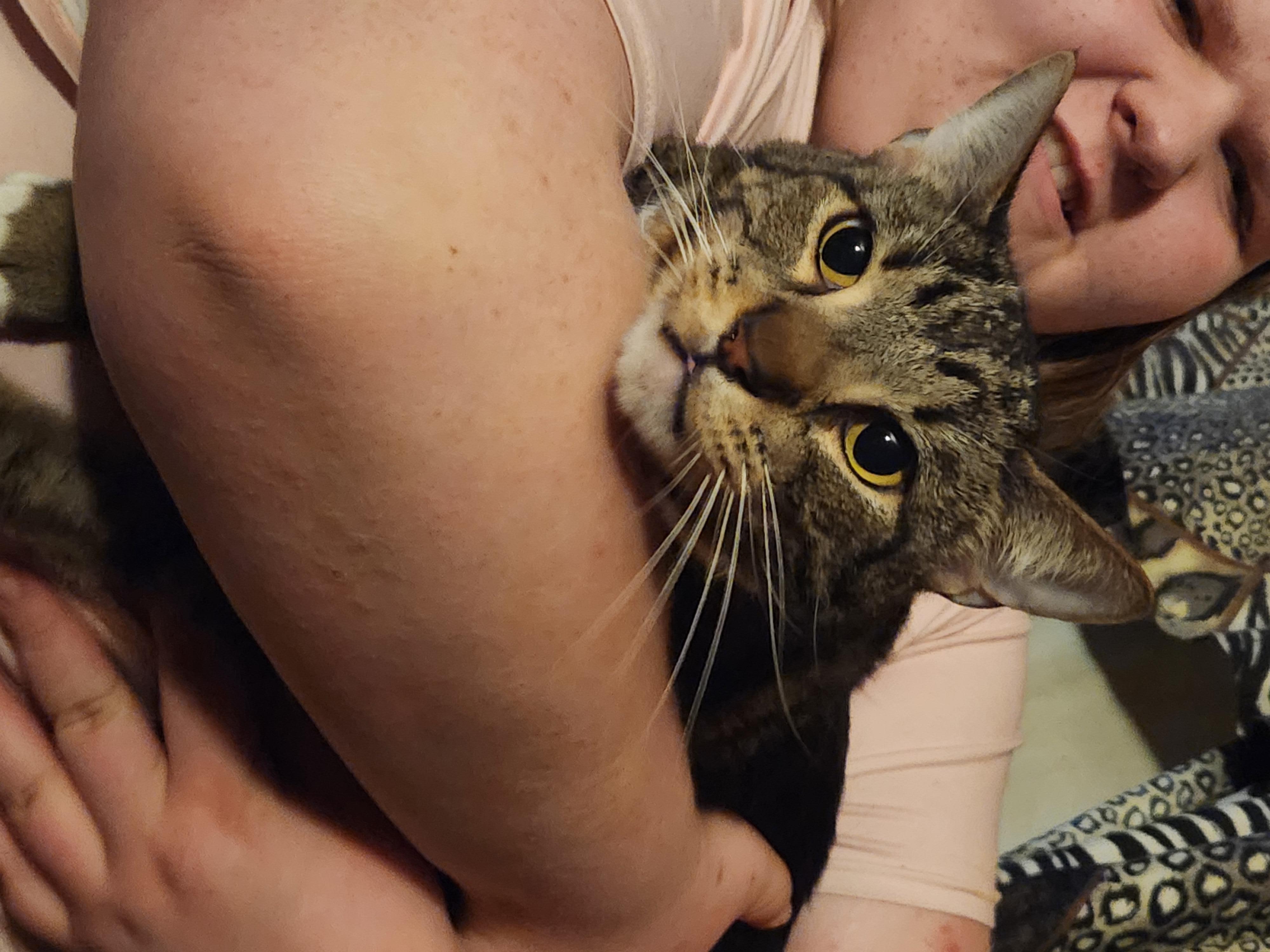 Enlarge Comet, a Adoptable Domestic Short Hair in Mount Pleasant, TX image 4/5