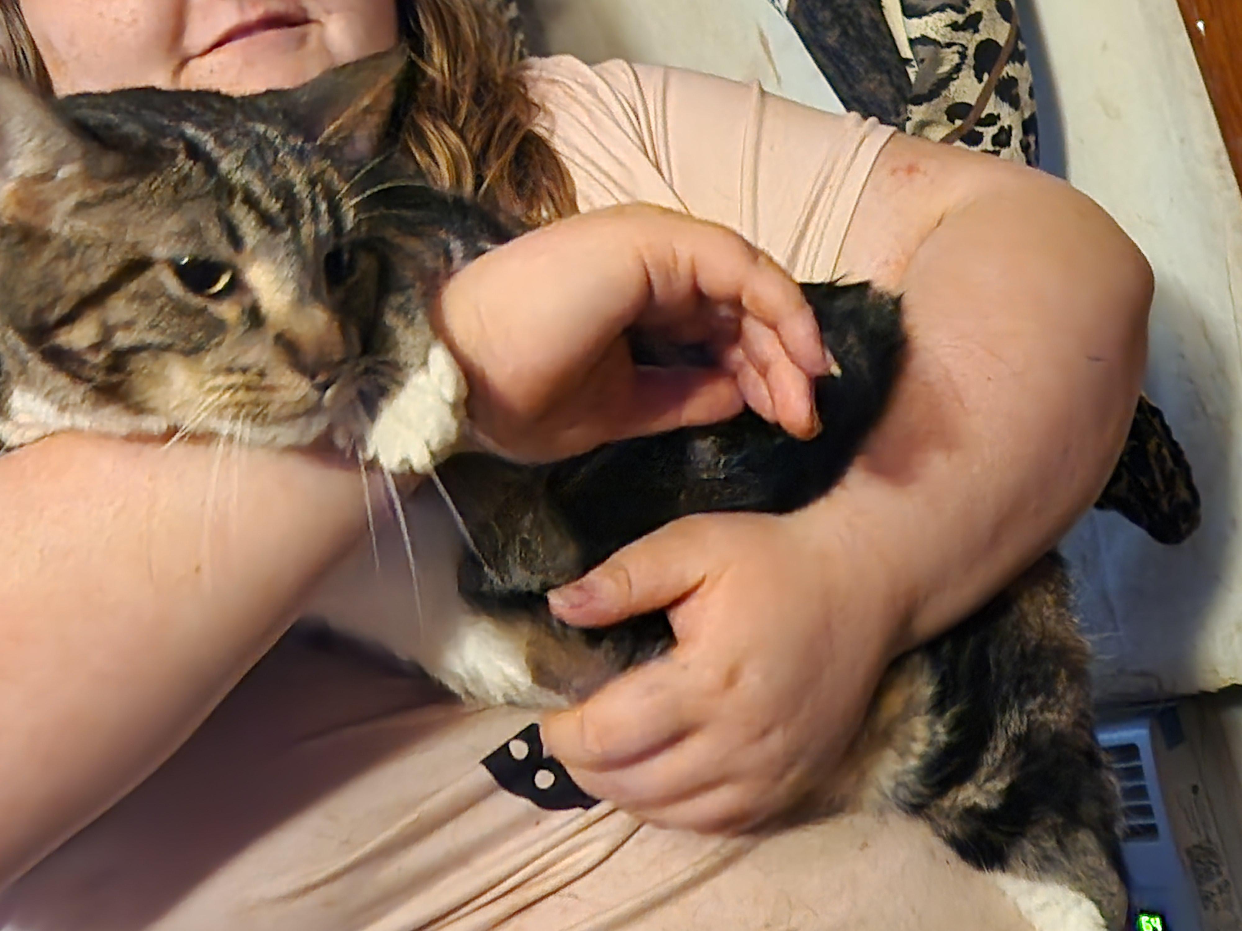 Enlarge Comet, a Adoptable Domestic Short Hair in Mount Pleasant, TX image 5/5