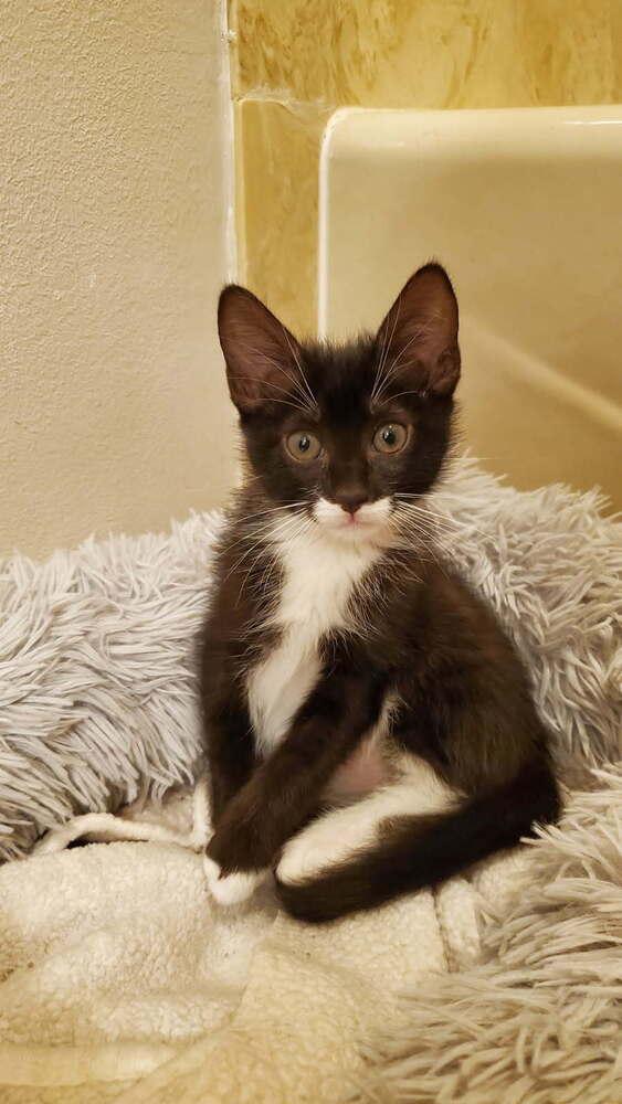 Appollo, Adoptable, Kitten Male Domestic Short Hair.