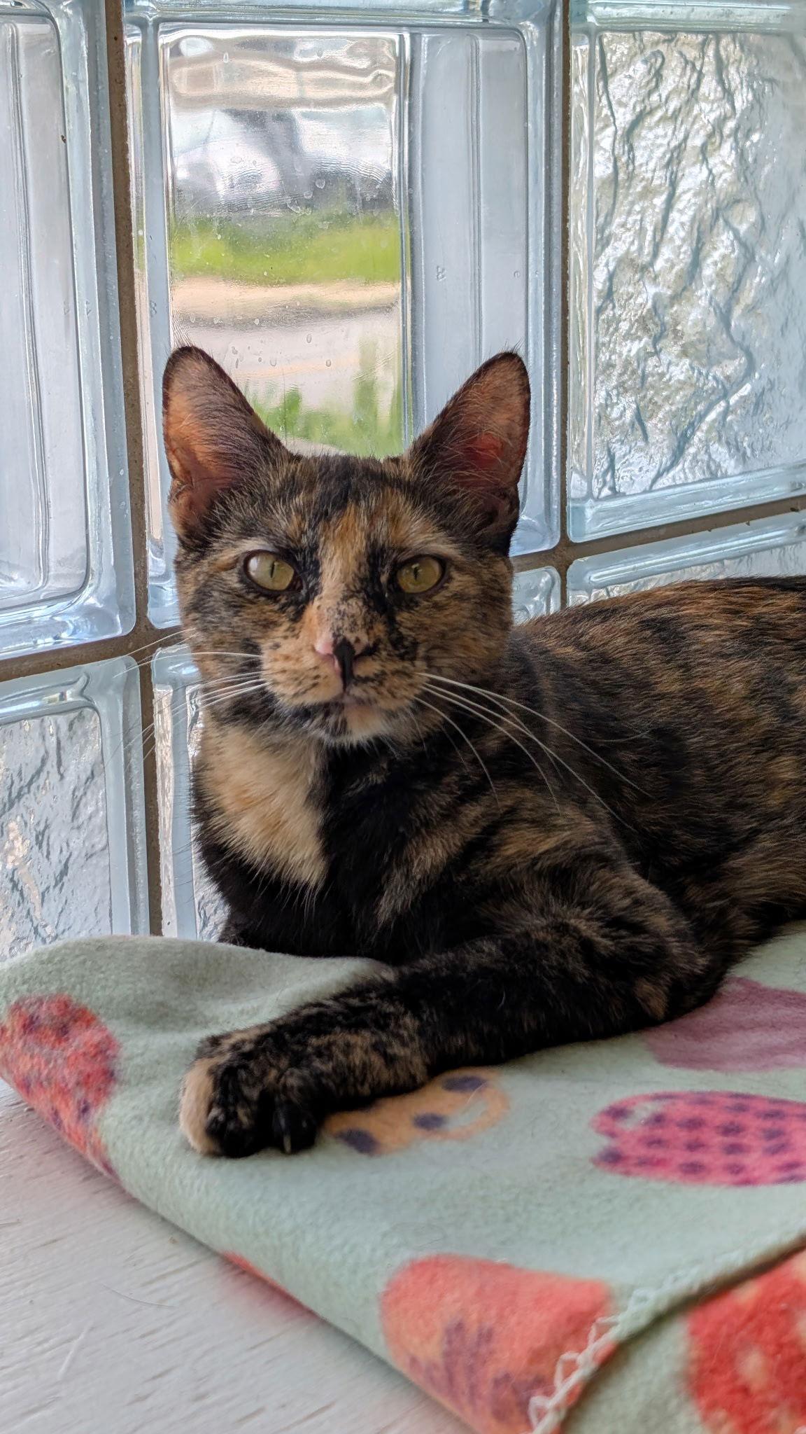 Toni, Adopted, Young Female Tortoiseshell.