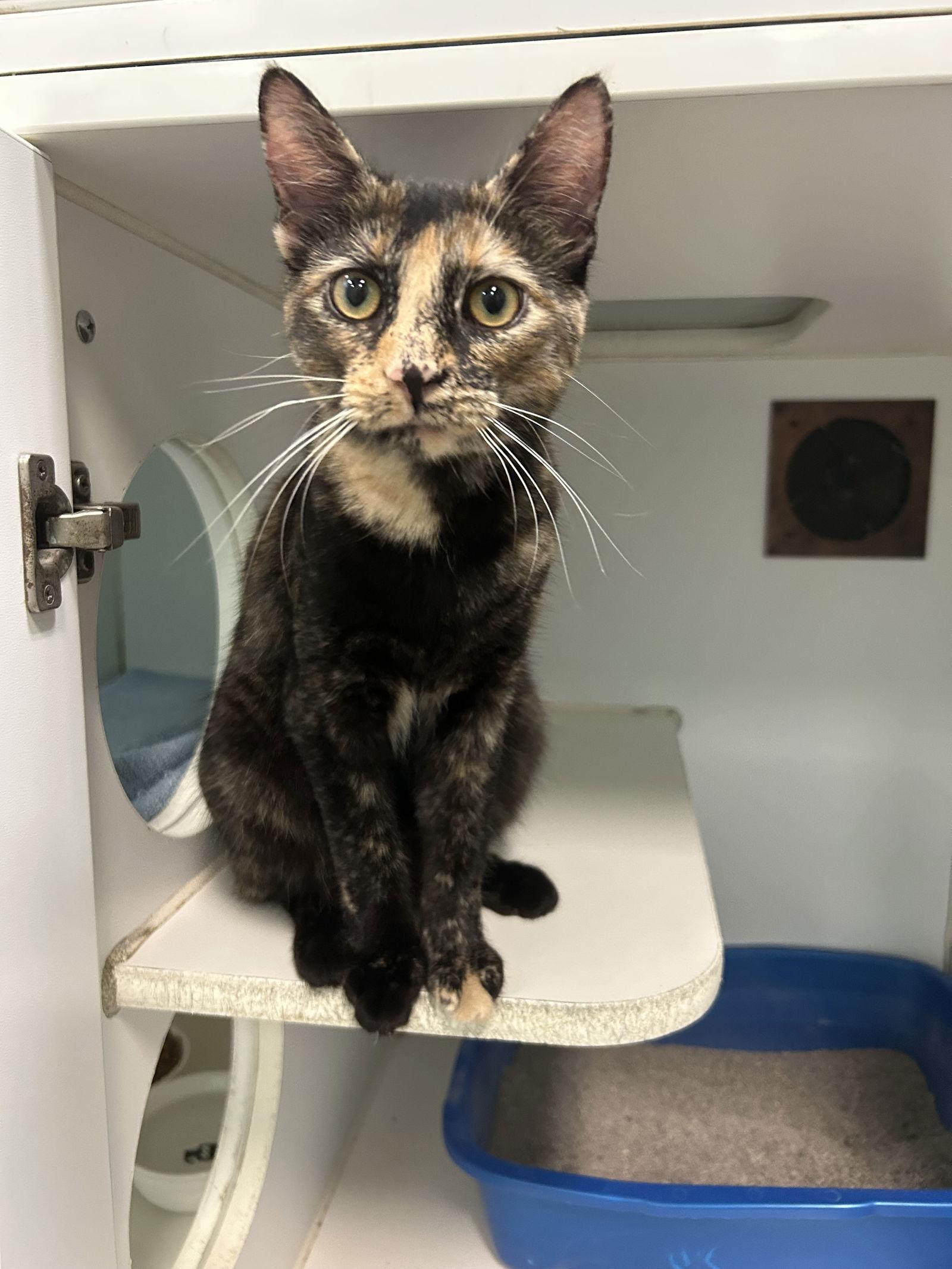 Toni, a Adopted Tortoiseshell in Columbus, OH image 2/3