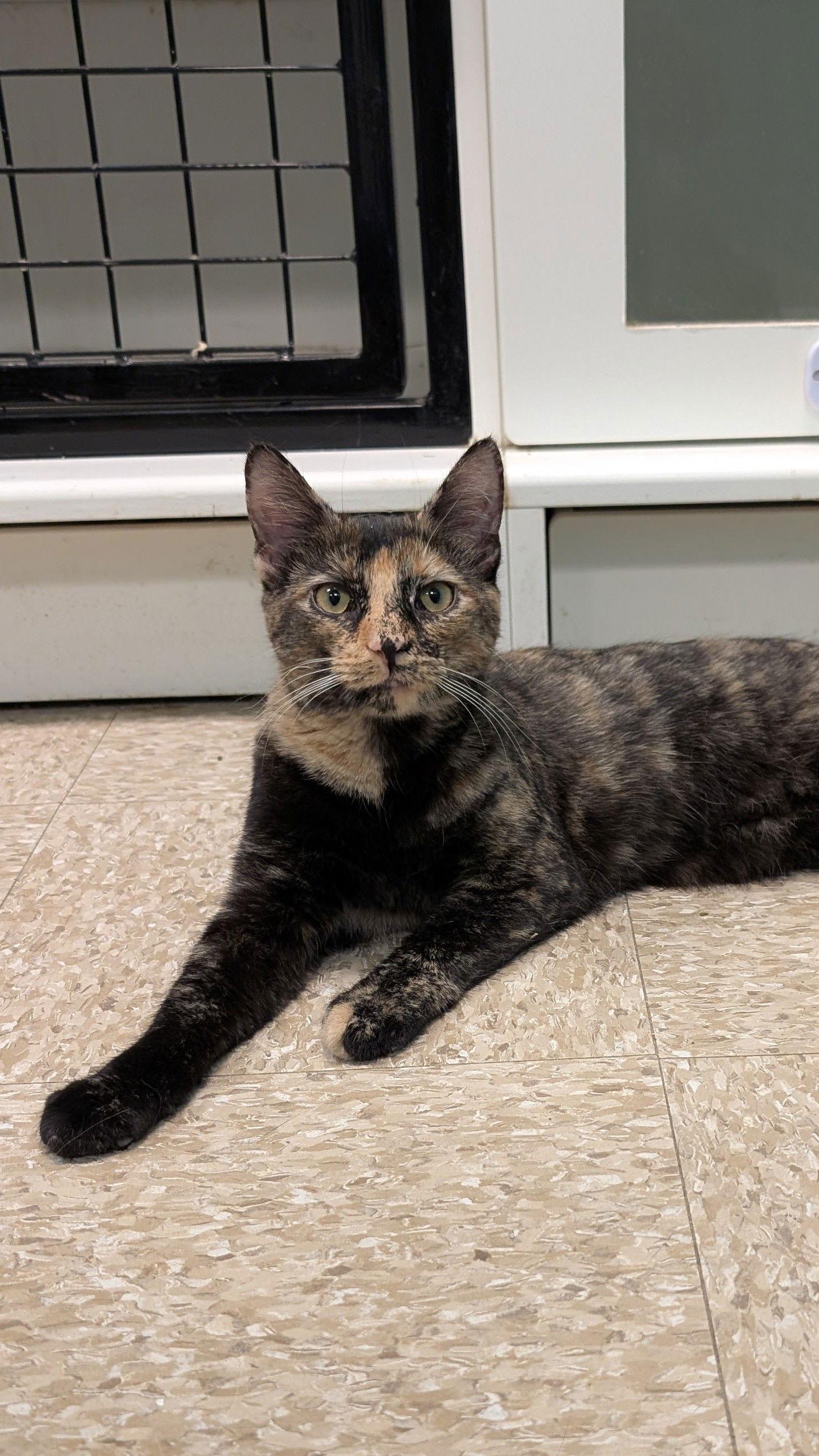 Toni, a Adopted Tortoiseshell in Columbus, OH image 3/3