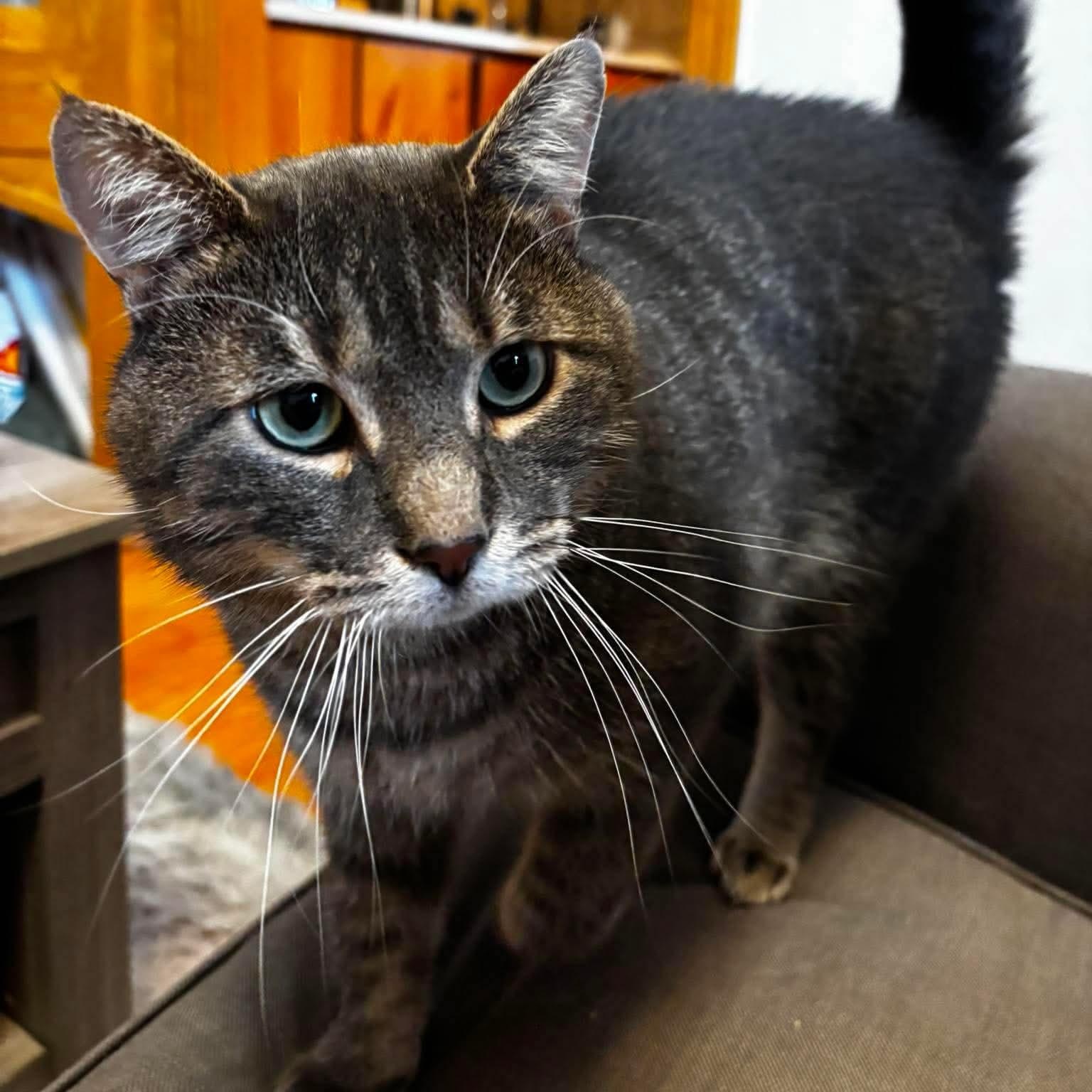Enlarge Monsieur LeGris, a Adoptable Domestic Short Hair in Terrebonne, QC image 4/6